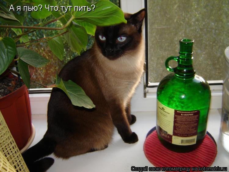 Котоматрица: А я пью? Что тут пить?