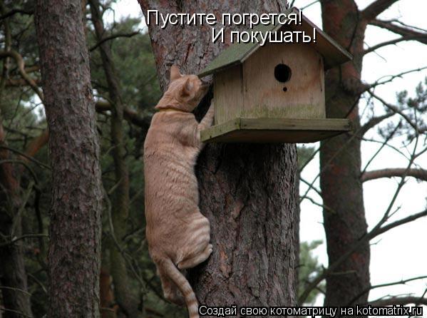 Пустите погрется! И покушать!... Котоматрица: Пустите погрется! И покушать!