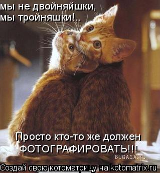 Котоматрица: мы не двойняйшки, мы тройняшки!.. Просто кто-то же должен ФОТОГРАФИРОВАТЬ!!!