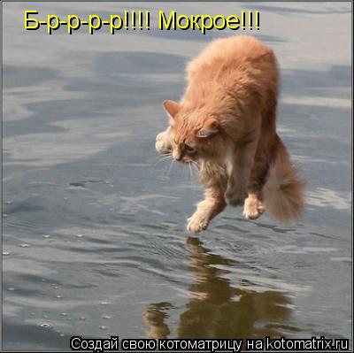 Котоматрица: Б-р-р-р-р!!!! Мокрое!!!