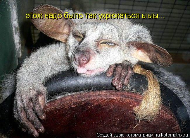этож надо было так ухрюкаться ыыы...... Котоматрица: этож надо было так ухрюкаться ыыы...