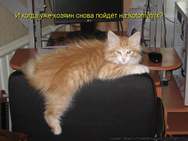 Котоматрица: И когда уже хозяин снова пойдёт на kotomatrix?
