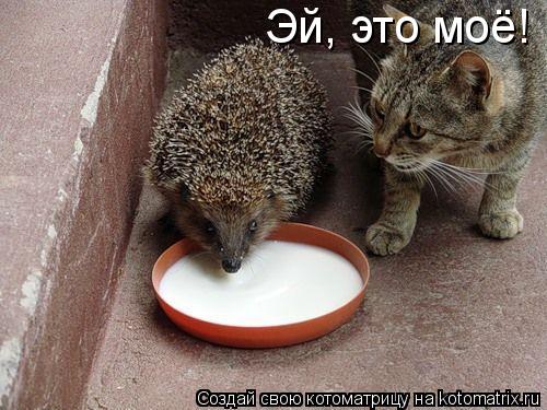 Котоматрица: Эй, это моё!