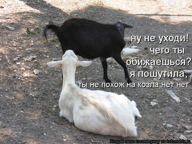 Котоматрица: ну не уходи! чего ты  обижаешься? я пошутила, ты не похож на козла,нет нет