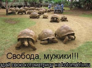 Свобода, мужики!!!... Котоматрица: Свобода, мужики!!!