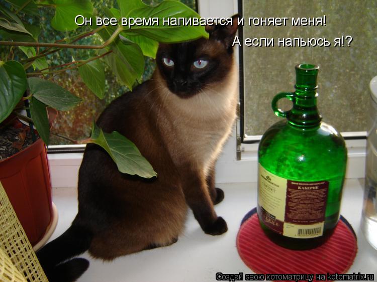 Котоматрица: Он все время напивается и гоняет меня! А если напьюсь я!?