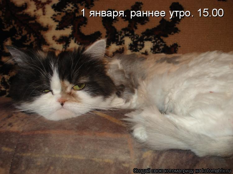 1 января. раннее утро. 15.00... Котоматрица: 1 января. раннее утро. 15.00