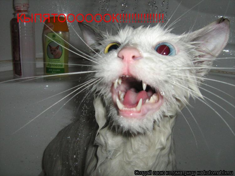 Котоматрица: КЫПЯТООООООК!!!!!!!!!!!!!!!