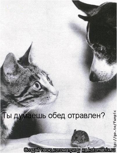 Котоматрица: Ты думаешь обед отравлен?