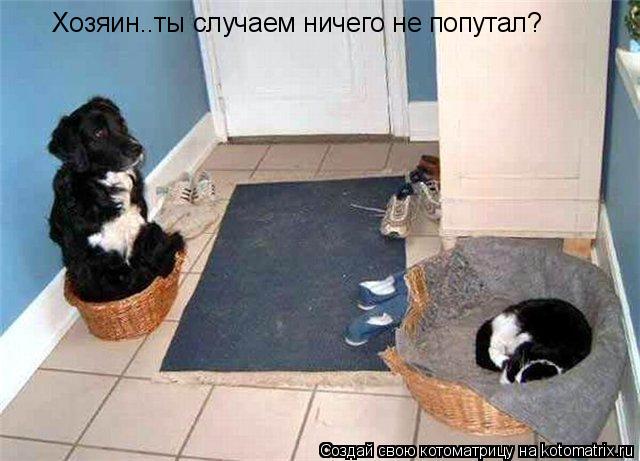 Котоматрица: Хозяин..ты случаем ничего не попутал?
