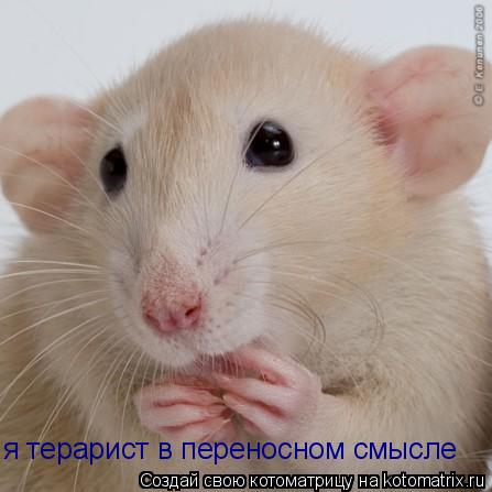я терарист в переносном смысле... Котоматрица: я терарист в переносном смысле