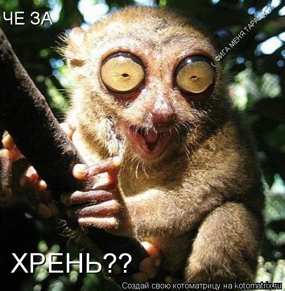 ЧЕ ЗА ХРЕНЬ?? ( ФИГА МЕНЯ ТАРАЩИТ )... Котоматрица: ЧЕ ЗА ХРЕНЬ?? ( ФИГА МЕНЯ ТАРАЩИТ )