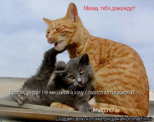 Котоматрица: Братик, уходи! Не мешайся я хочу слазитл за сигареткой! Мвааа, тебя дома ждут!
