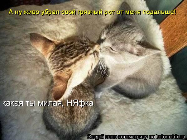 какая ты милая, НЯфка А ну живо убрал свой грязный рот от меня подальше!... Котоматрица: какая ты милая, НЯфка А ну живо убрал свой грязный рот от меня подальше!