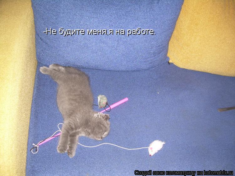 -Не будите меня,я на работе.... Котоматрица: -Не будите меня,я на работе.