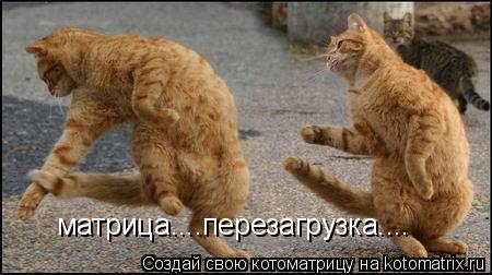 Котоматрица: матрица....перезагрузка....