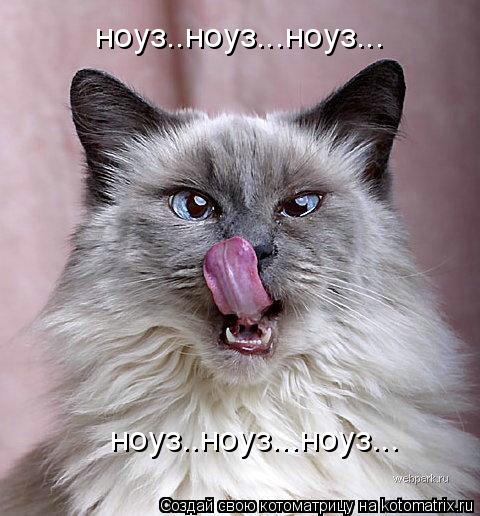 ноуз..ноуз...ноуз... ноуз..ноуз...ноуз...... Котоматрица: ноуз..ноуз...ноуз... ноуз..ноуз...ноуз...
