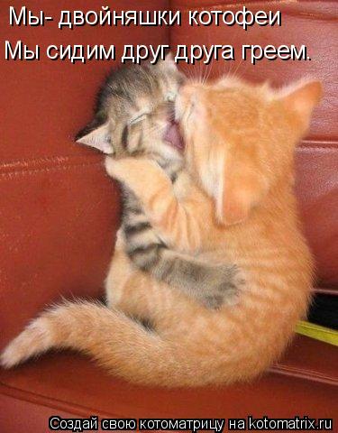 Мы- двойняшки котофеи Мы сидим друг друга греем.... Котоматрица: Мы- двойняшки котофеи Мы сидим друг друга греем.