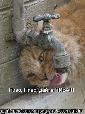 Котоматрица: Пиво, Пиво, дайте ПИВА!!!
