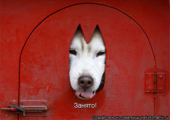 Занято!... Котоматрица: Занято!