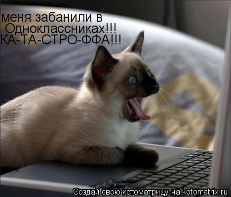меня забанили в Одноклассниках!!! КА-ТА-СТРО-ФФА!!!... Котоматрица: меня забанили в Одноклассниках!!! КА-ТА-СТРО-ФФА!!!