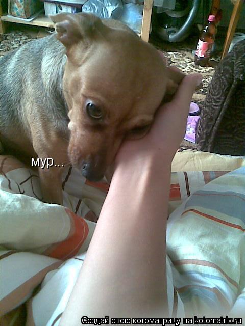 мур...... Котоматрица: мур...
