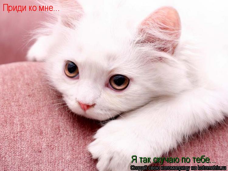 Котоматрица: Приди ко мне... Я так скучаю по тебе...