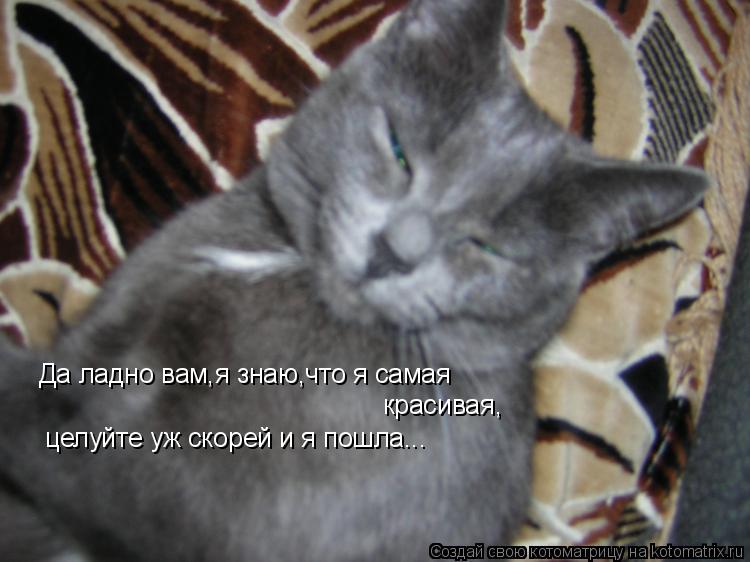 Котоматрица: Да ладно вам,я знаю,что я самая  красивая, целуйте уж скорей и я пошла...