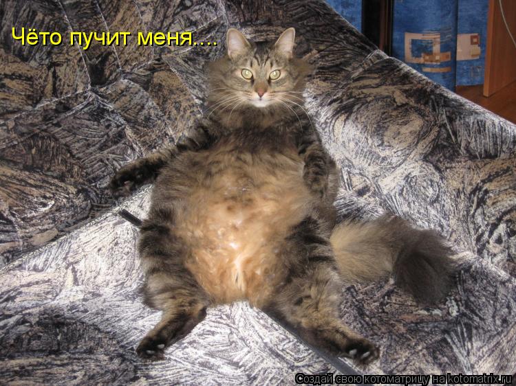Чёто пучит меня....... Котоматрица: Чёто пучит меня....