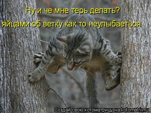 Ну и че мне терь делать? яйцами об ветку как то неулыбаеться... Котоматрица: Ну и че мне терь делать? яйцами об ветку как то неулыбаеться