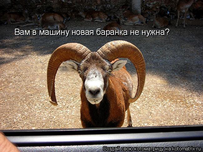 Вам в машину новая баранка не нужна?... Котоматрица: Вам в машину новая баранка не нужна?