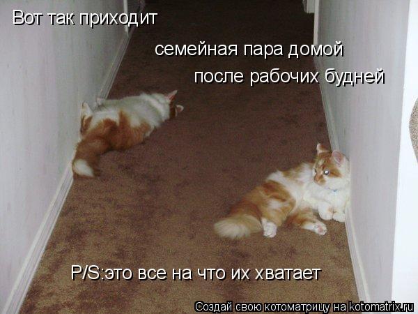 Котоматрица: Вот так приходит семейная пара домой после рабочих будней P/S:это все на что их хватает