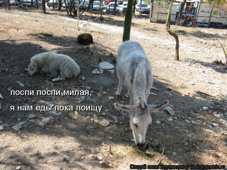 Котоматрица: поспи поспи,милая, я нам еды пока поищу