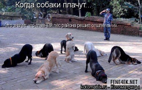 Когда собаки плачут... Это значит что главный пёс района решил отшлёпаь их.... Котоматрица: Когда собаки плачут... Это значит что главный пёс района решил отшлёпаь их.