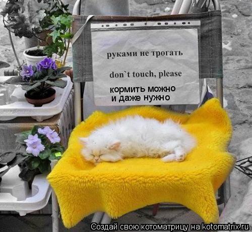 Котоматрица: кормить можно и даже нужно