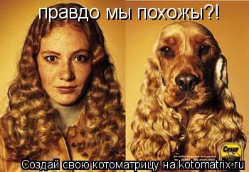 правдо мы похожы?!... Котоматрица: правдо мы похожы?!