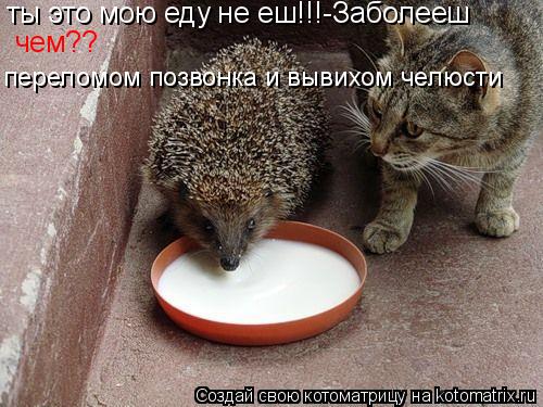 ты это мою еду не еш!!!-Заболееш чем?? переломом позвонка и вывихом челюсти... Котоматрица: ты это мою еду не еш!!!-Заболееш чем?? переломом позвонка и вывихом челюсти