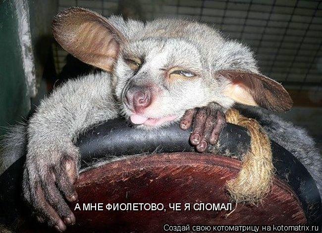 Котоматрица: А МНЕ ФИОЛЕТОВО, ЧЕ Я СЛОМАЛ