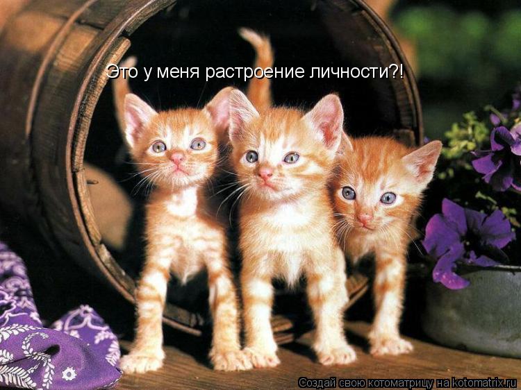 Котоматрица: Это у меня растроение личности?!