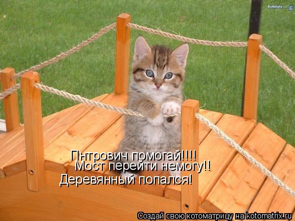 Котоматрица: Пнтрович помогай!!!! Деревянный попался! Мост перейти немогу!!