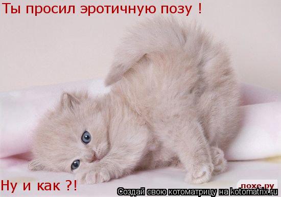 Ты просил эротичную позу ! Ну и как ?!... Котоматрица: Ты просил эротичную позу ! Ну и как ?!