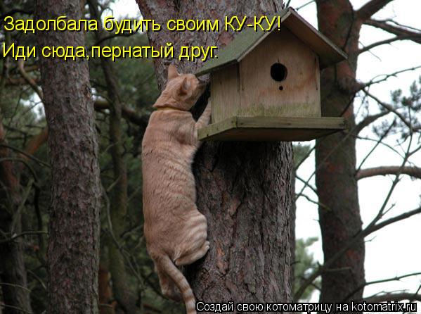Задолбала будить своим КУ-КУ! Иди сюда,пернатый друг.... Котоматрица: Задолбала будить своим КУ-КУ! Иди сюда,пернатый друг.