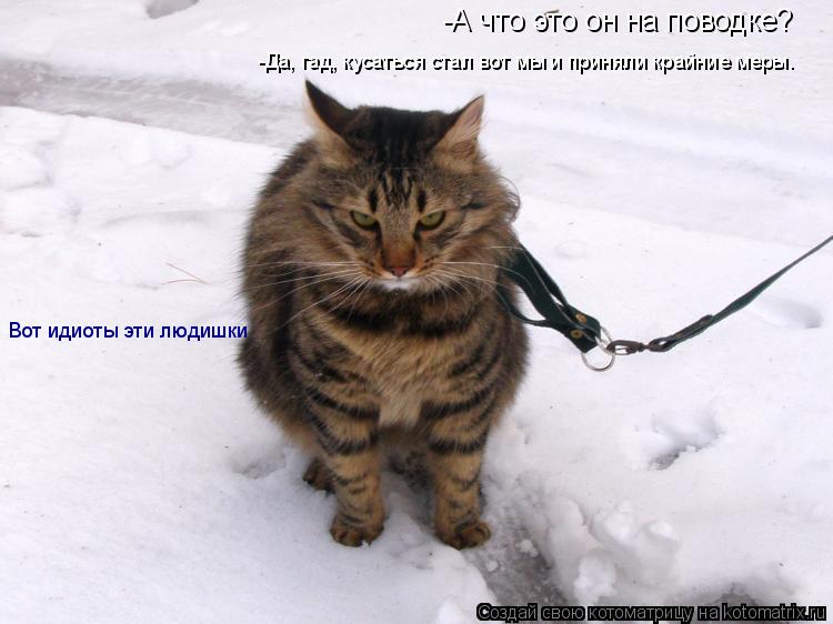 -А что это он на поводке? -Да, гад, кусаться стал вот мы и приняли крайние меры. Вот идиоты эти людиш... Котоматрица: -А что это он на поводке? -Да, гад, кусаться стал вот мы и приняли крайние меры. Вот идиоты эти людишки