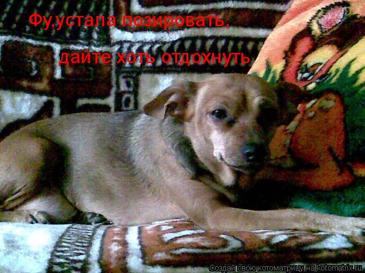 дайте хоть отдохнуть Фу,устала позировать,... Котоматрица: дайте хоть отдохнуть Фу,устала позировать,