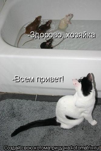 Котоматрица: -Всем привет! -Здорово, хозяйка