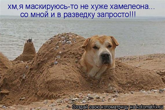 хм,я маскируюсь-то не хуже хамелеона... со мной и в разведку запросто!!!... Котоматрица: хм,я маскируюсь-то не хуже хамелеона... со мной и в разведку запросто!!!