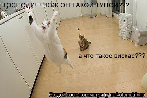 а что такое вискас??? ГОСПОДИ!!!ШОЖ ОН ТАКОЙ ТУПОЙ???... Котоматрица: а что такое вискас??? ГОСПОДИ!!!ШОЖ ОН ТАКОЙ ТУПОЙ???