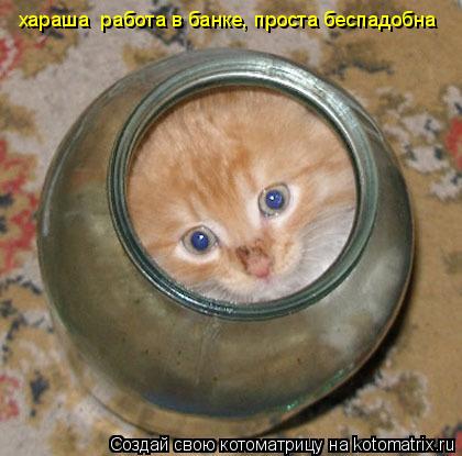 хараша работа в банке, проста беспадобна... Котоматрица: хараша работа в банке, проста беспадобна