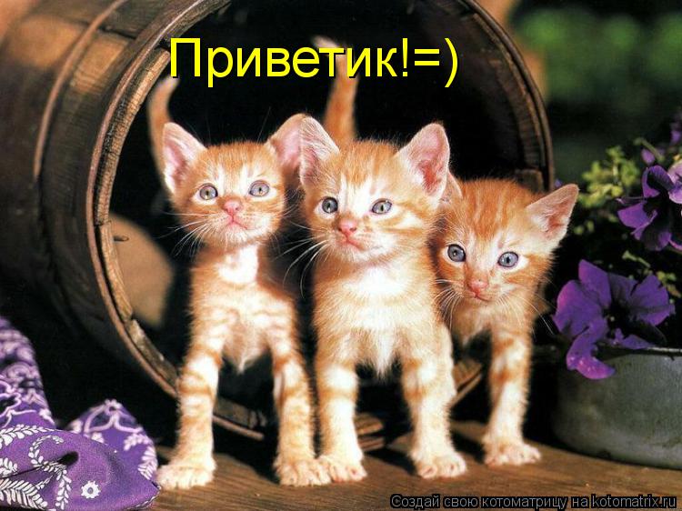 Приветик!=)... Котоматрица: Приветик!=)