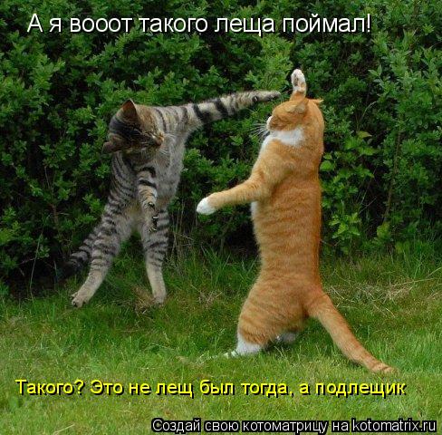 А я вооот такого леща поймал! Такого? Это не лещ был тогда, а подлещик... Котоматрица: А я вооот такого леща поймал! Такого? Это не лещ был тогда, а подлещик